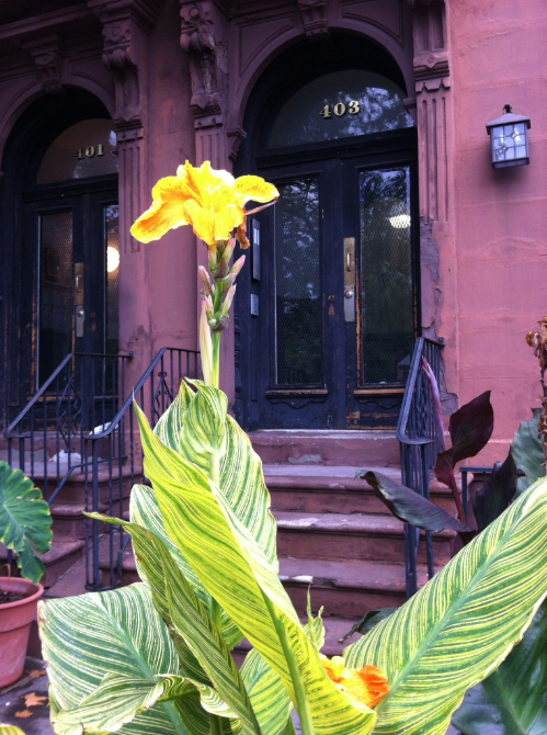 brownstone flower via Gail Gottlieb