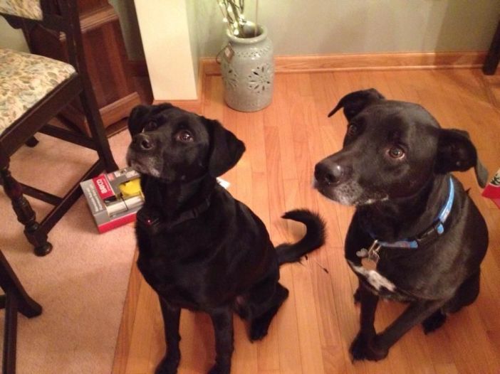 “Just look at that beautiful turkey…” Photo via Park Slope for Pets