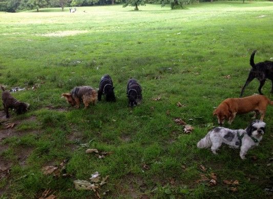 Join FIDO For A Meeting About A Possible Dog Run In Prospect Park