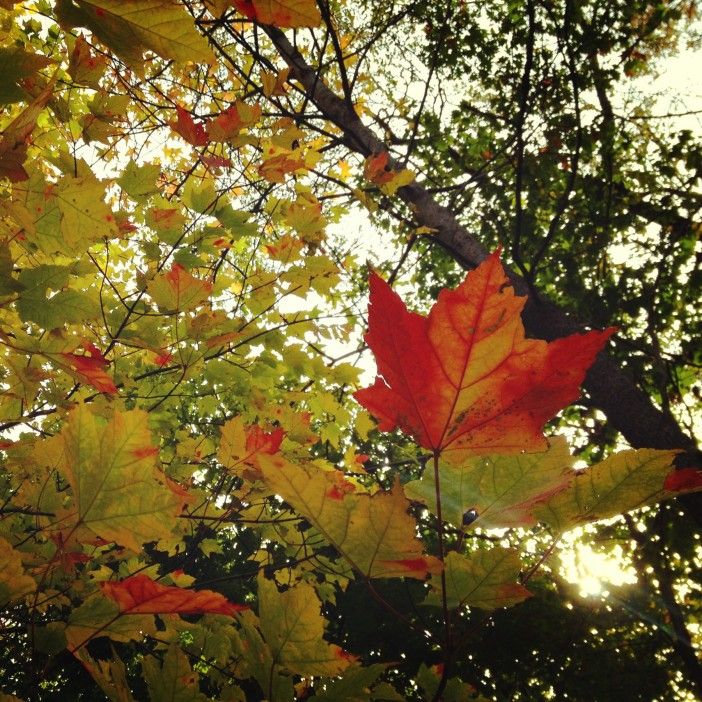 fall tree leaves prospect park