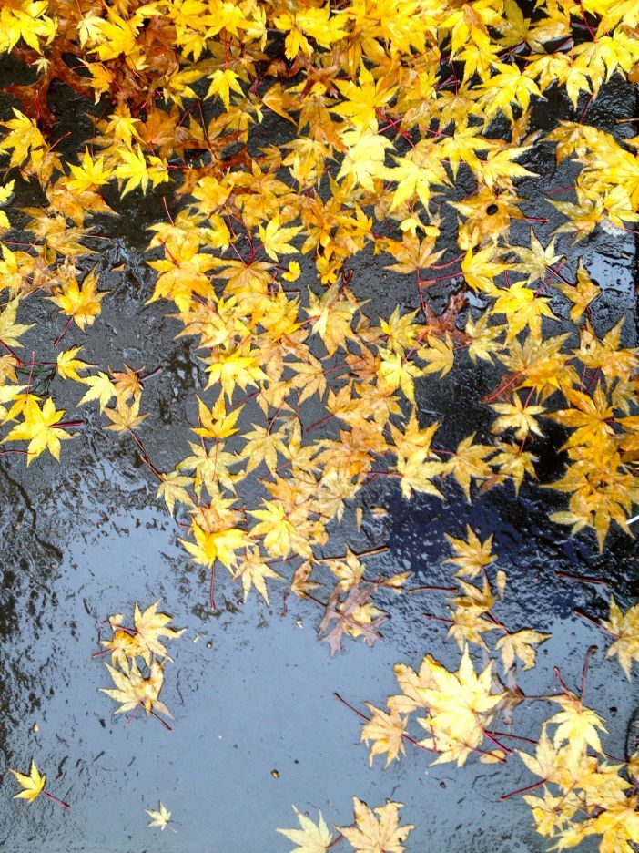 wet fall leaves