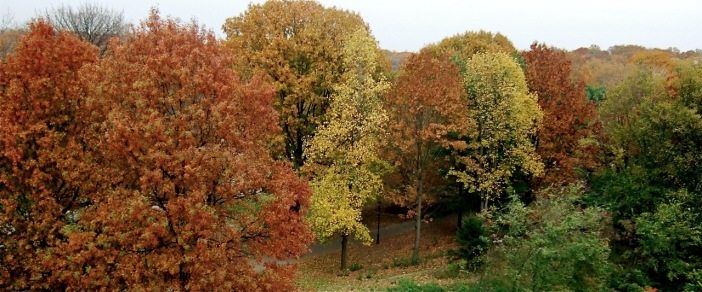 Fall in Prospect Park by Tom Prendergast