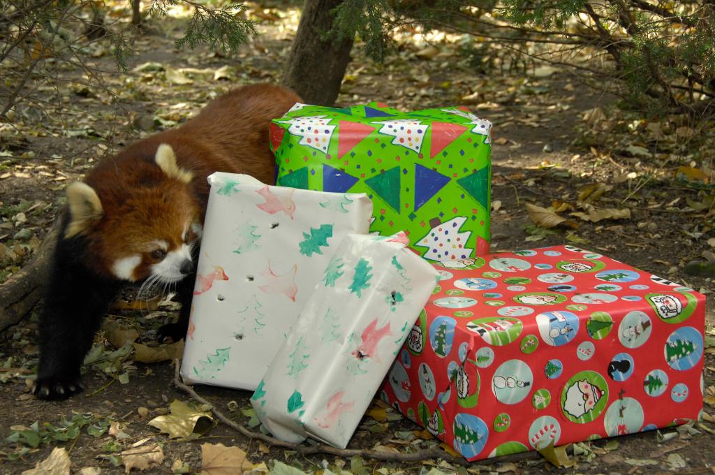 Unbelievably Cute Event Alert: Prospect Park Zoo’s Presents To The Animals Starts This Weekend