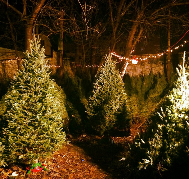 christmas trees at Brooklyn ARTery