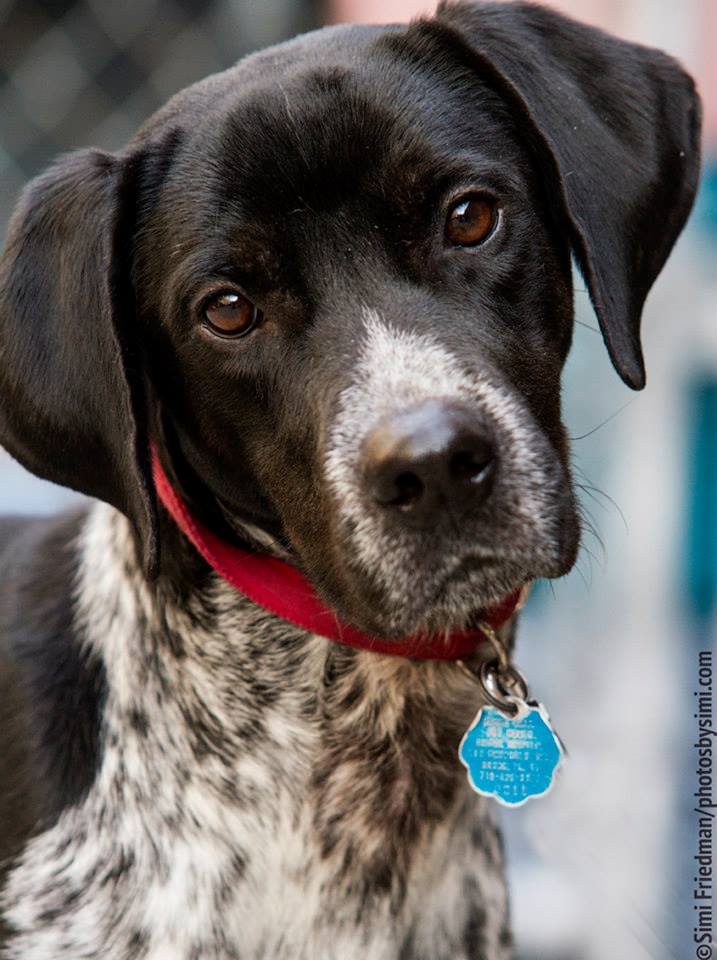 Sean Casey Animal Rescue - How cute is that little face