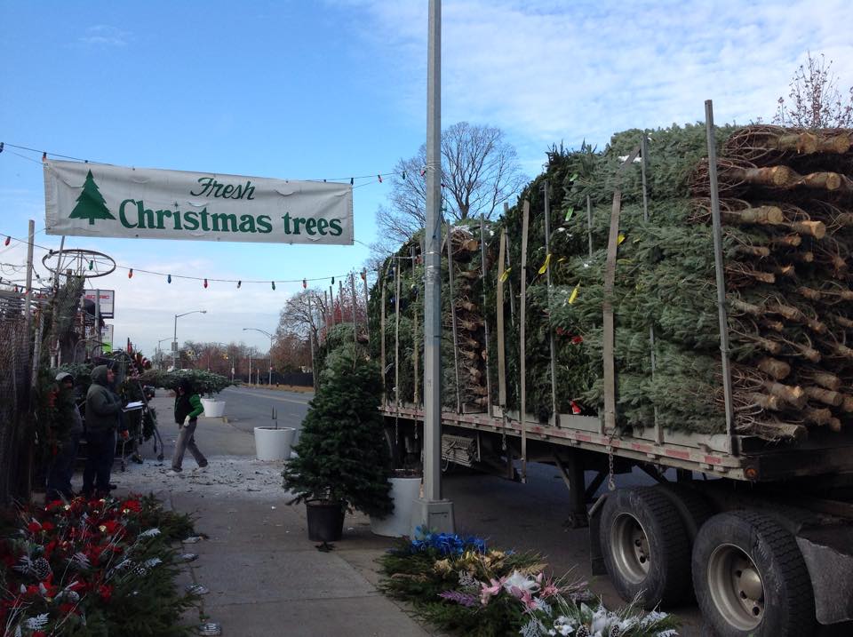 Shannon Florist and Nursery Christmas trees