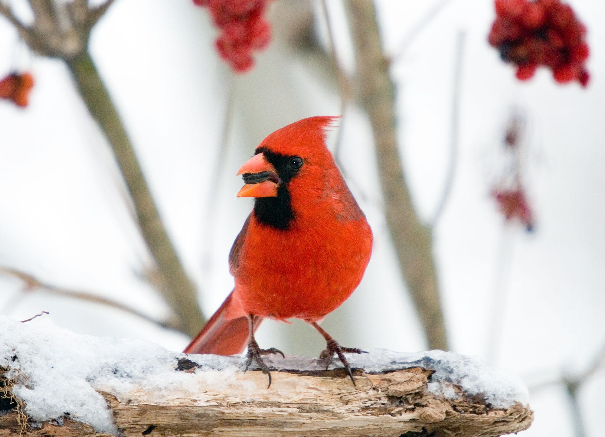 cardinal