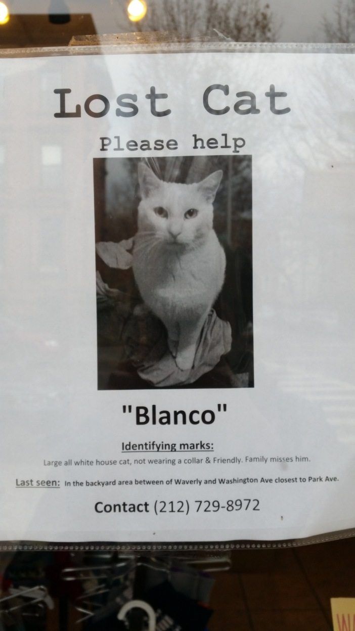 missing cat