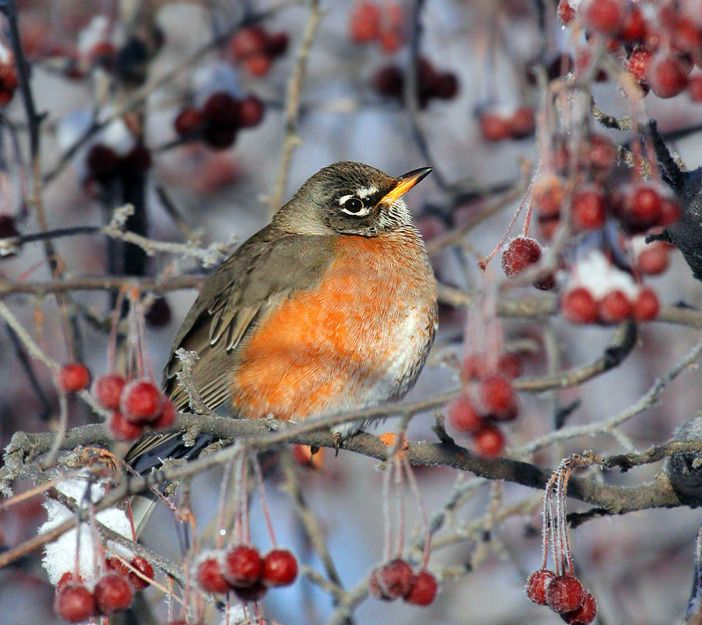 American Robin by Jonathan Oleyar, courtesy National Audubon Society