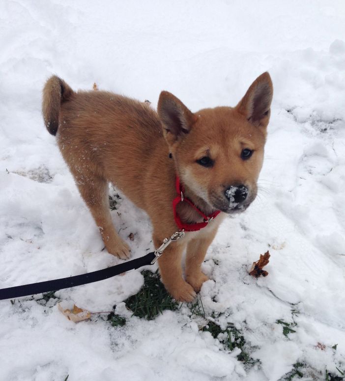 “What is this stuff?” Dakota, this 9-week-old Shiba Inu, saw snow for the first time while visiting family upstate! Photo by Park Slope for Pets.