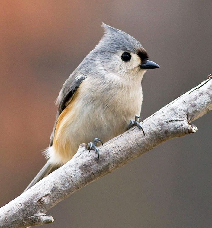 Tufted Titmouse by Judy Howle, courtesy National Audubon Society 