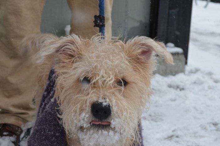 Hugo Smith snow dog