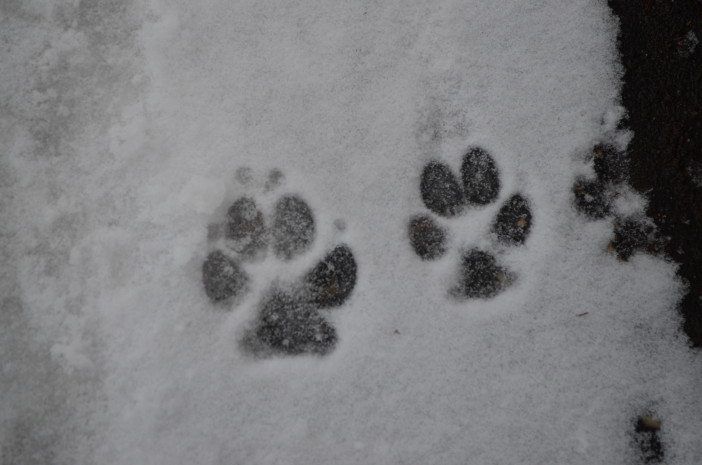 Hugo Smith snow dog footprints