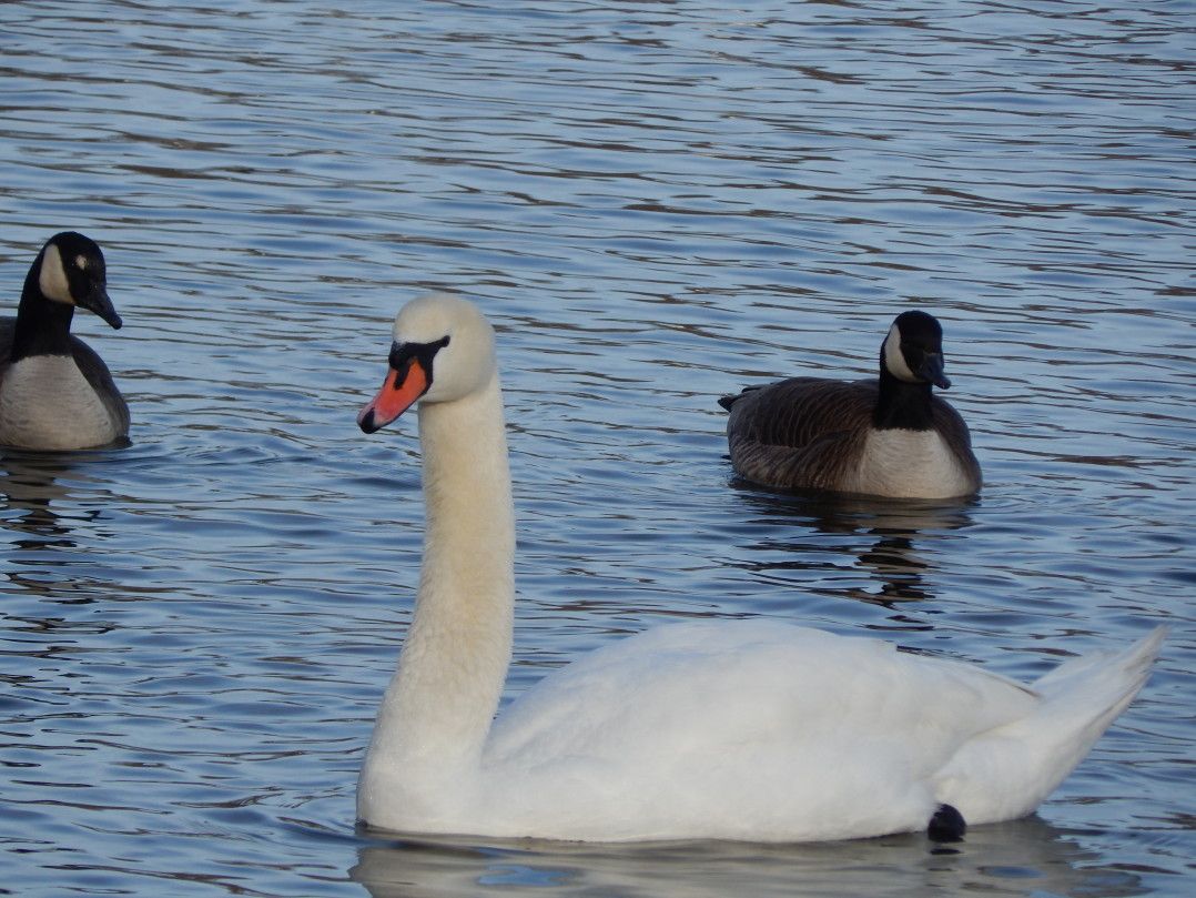 Prospect Park's waters aren't too cold for these neighbors.