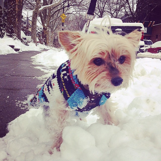 snow dog