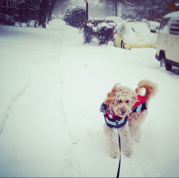 dog in the snow