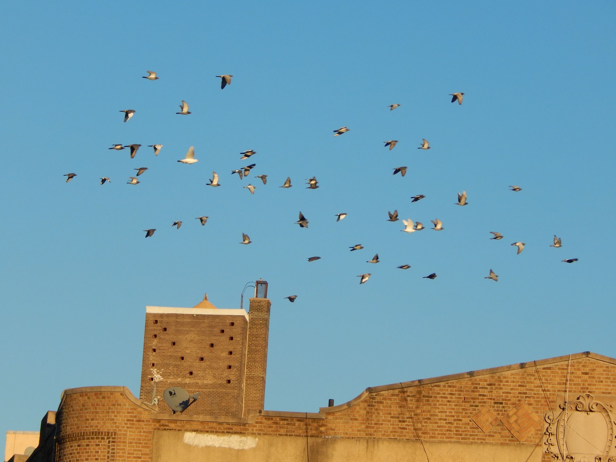 birds flying over Caton and Coney Island Avenue