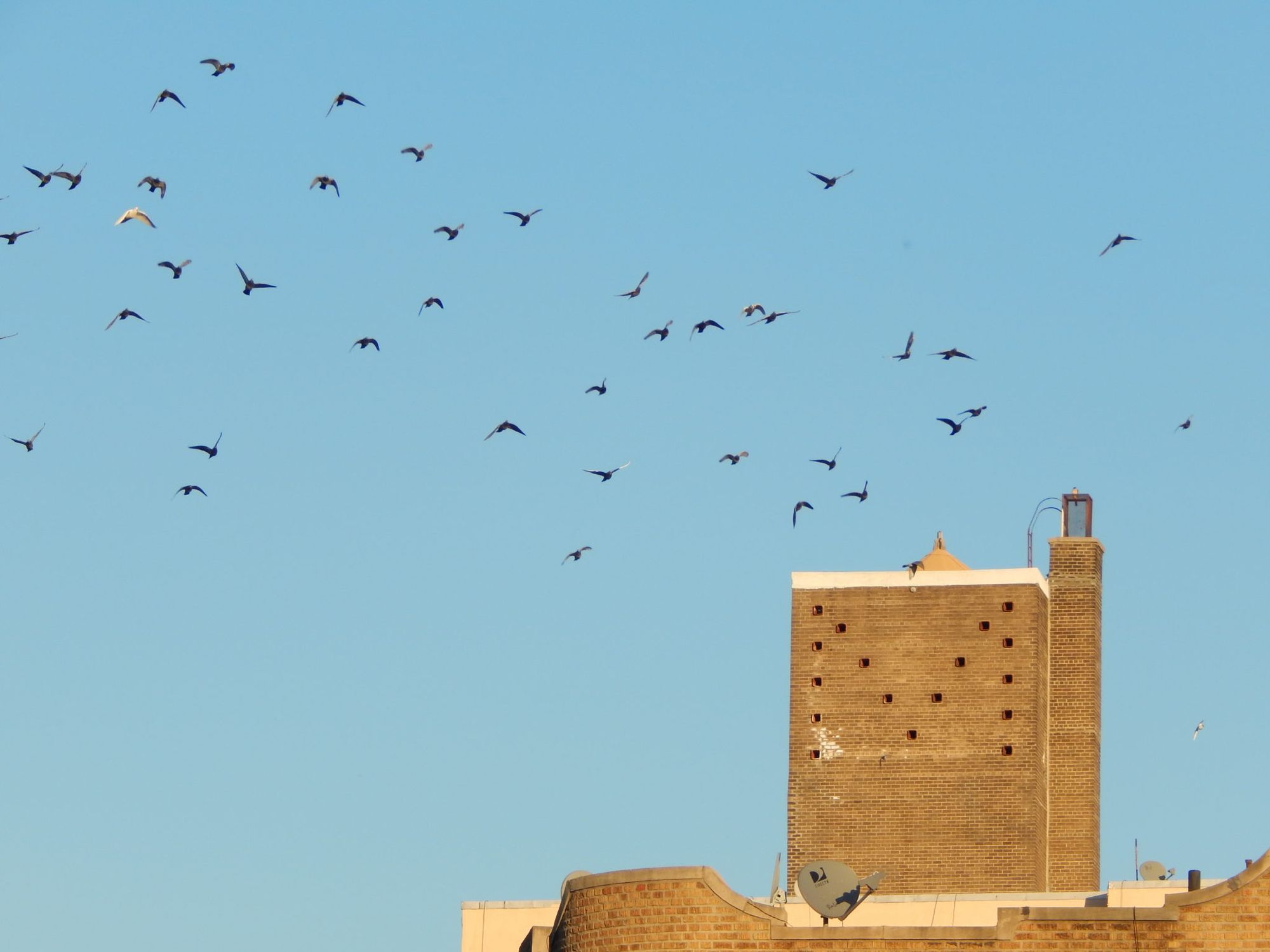 birds on Caton Avenue