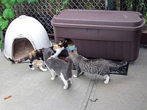 Winter shelters are easy to make or build! Photo by Linda Bryant, NYCFCI