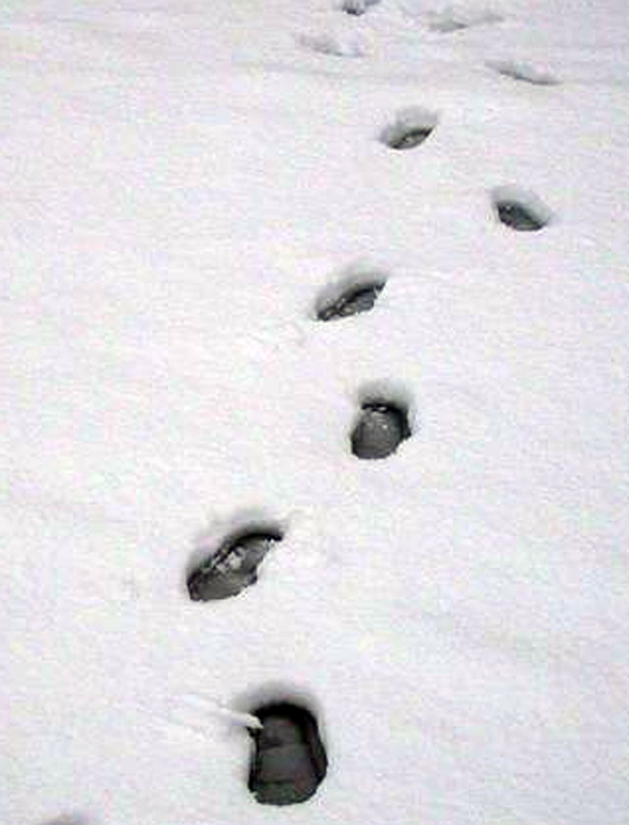 Car Burglar Busted After Cops Track Footprints In The Snow