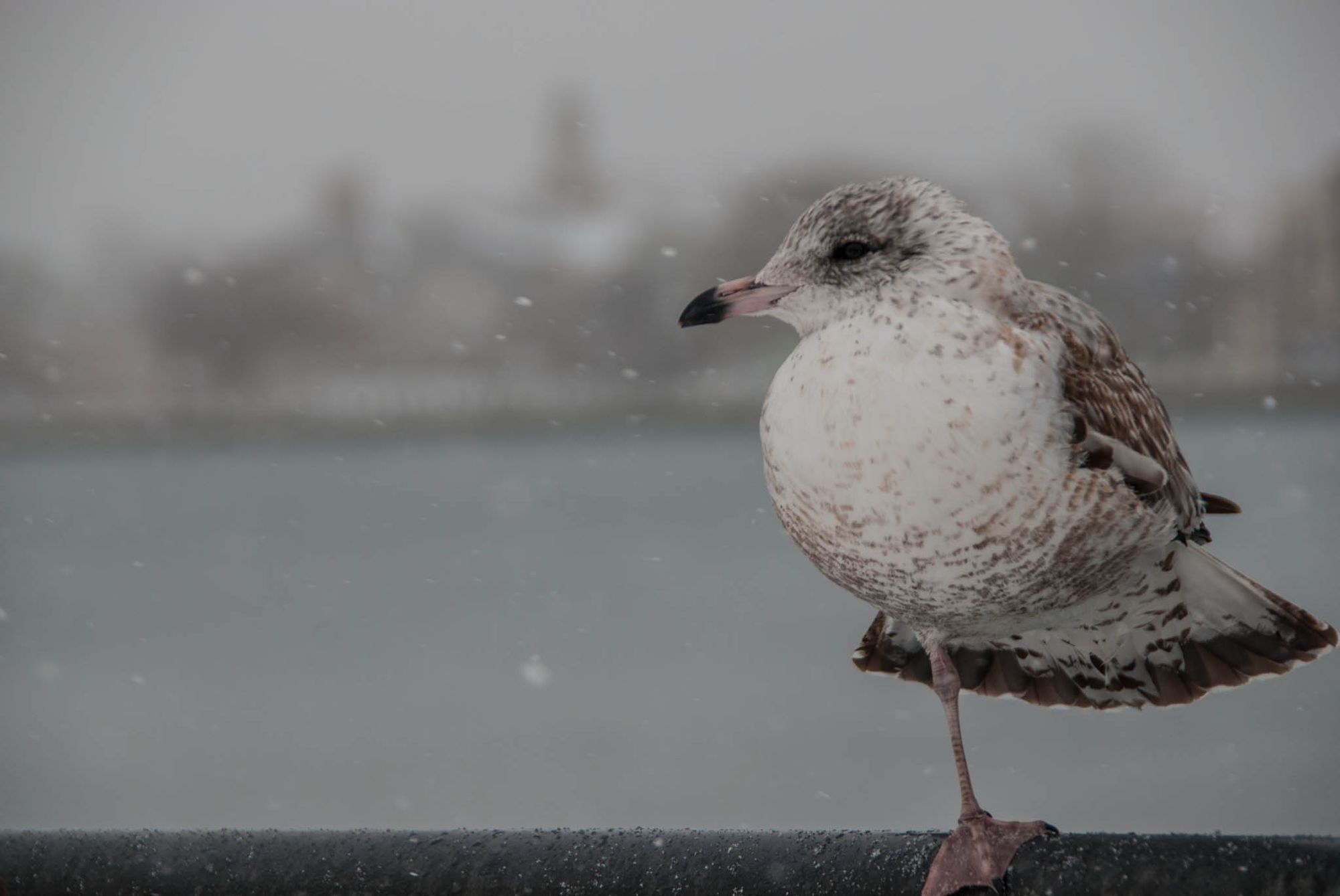 Beautiful Blizzard In The Bay: Photos From Winter Storm Juno