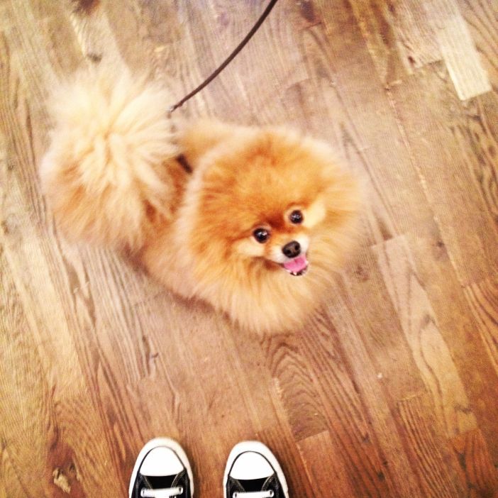 The fluffiest shopper at Beacon's Closet. Photo by Park Slope Stoop.