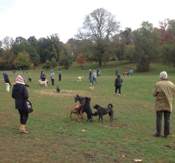 Morning off-leash hours in Prospect Park. Photo by Park Slope for Pets.