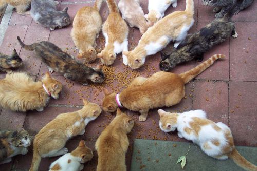 Feral cat colony. Picture by Scott Granneman/Wikimedia Commons.