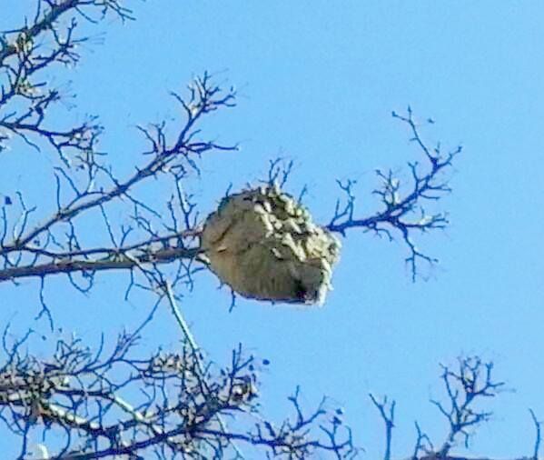 A hornet nest on Beverley Road and 18th Street. Photo by Kristine Scheiner.