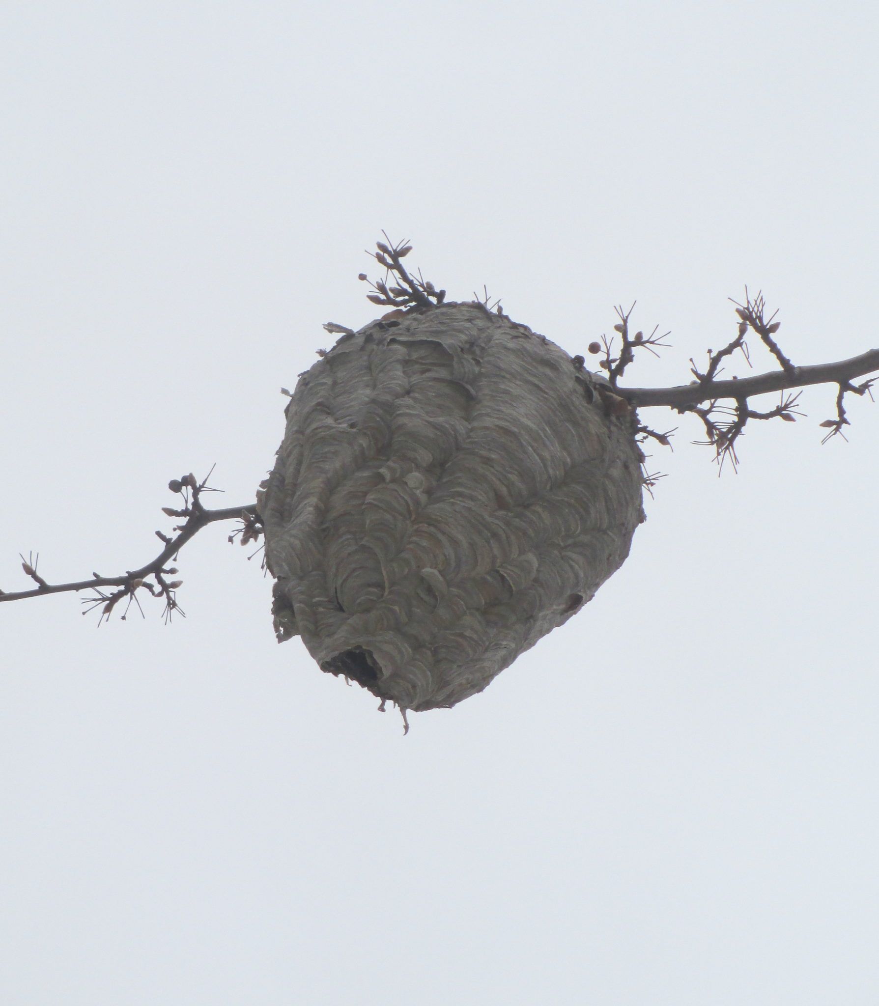 Walkin’ In A Winter Waspy Land: The Abandoned Real Estate Of Bald-Faced Hornets