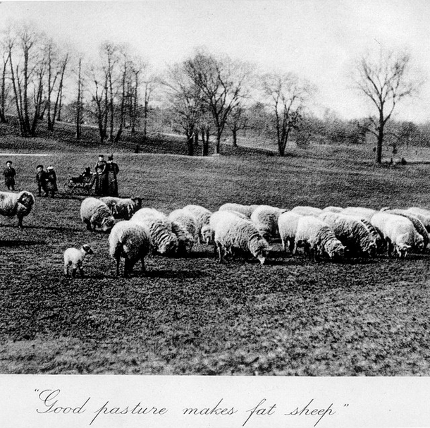 Prospect Park Long Meadow sheep photo by prospect park