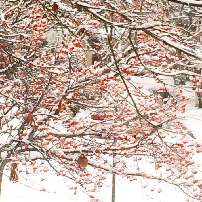 cardinal and berries in the snow on Buckingham Road in Prospect Park South