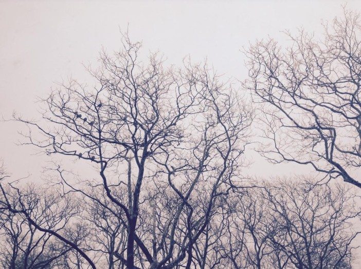 Photo by Allan Rosen