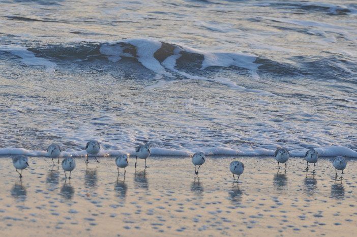 sanderlings at plumb beach