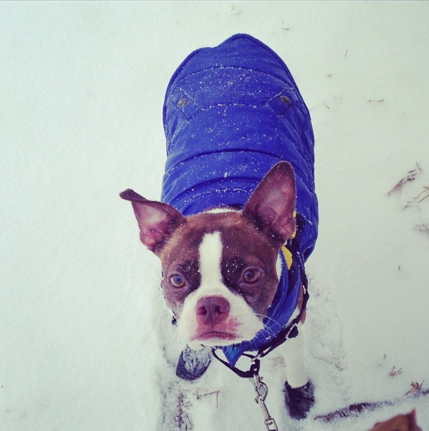 Words To The Wise On Winter Weather: Protecting Pets