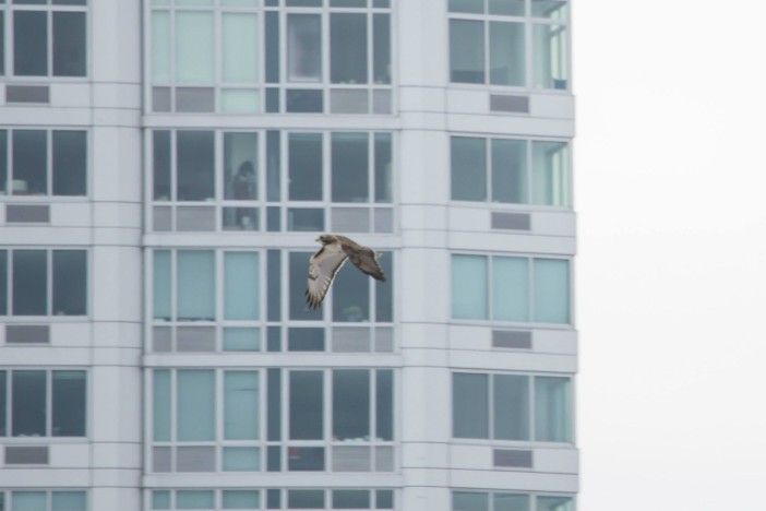 red tailed hawk in flight with building in background