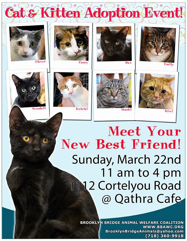 Cortelyou Road cat adoption event March 22