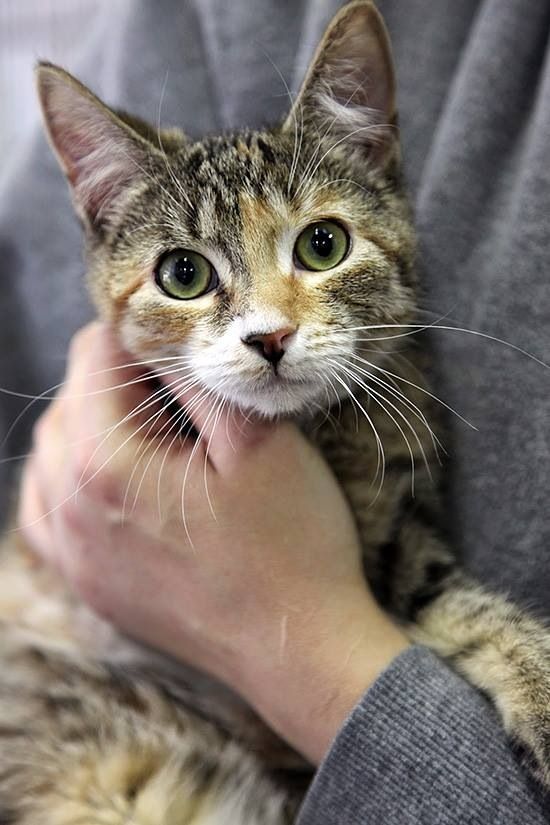 Elizabeth Taylor is a calico kitten who loves to be on the move.