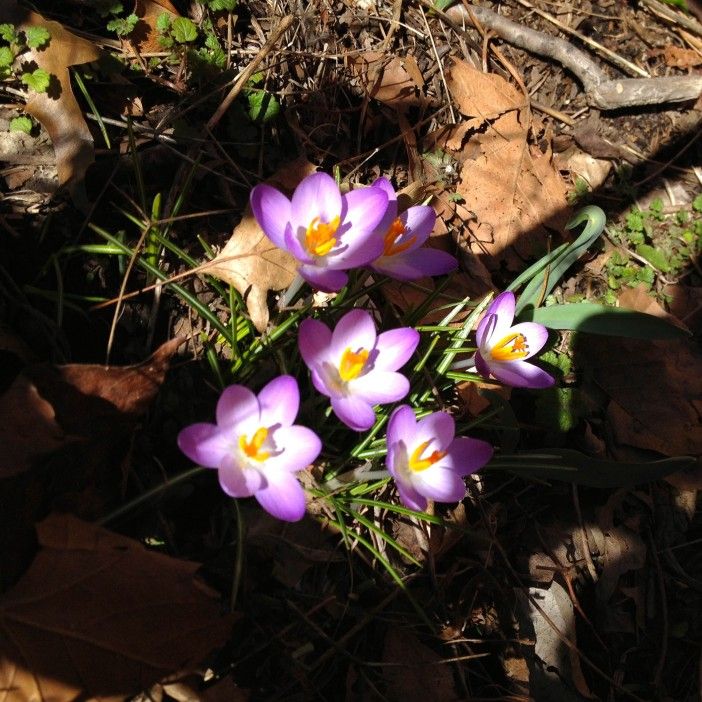 crocus on sterling