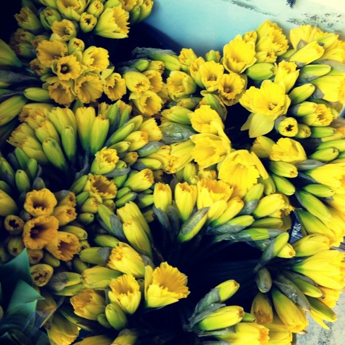 daffodils for sale