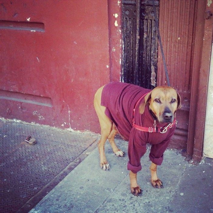 dog in people clothes