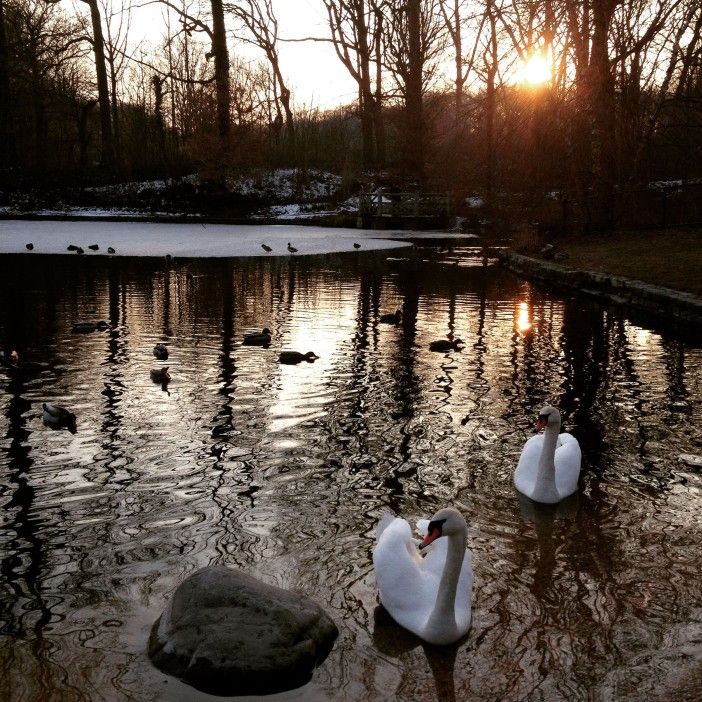 prospect park lake winter swans