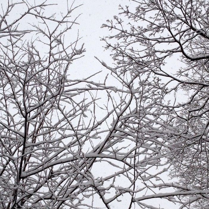 snowy trees