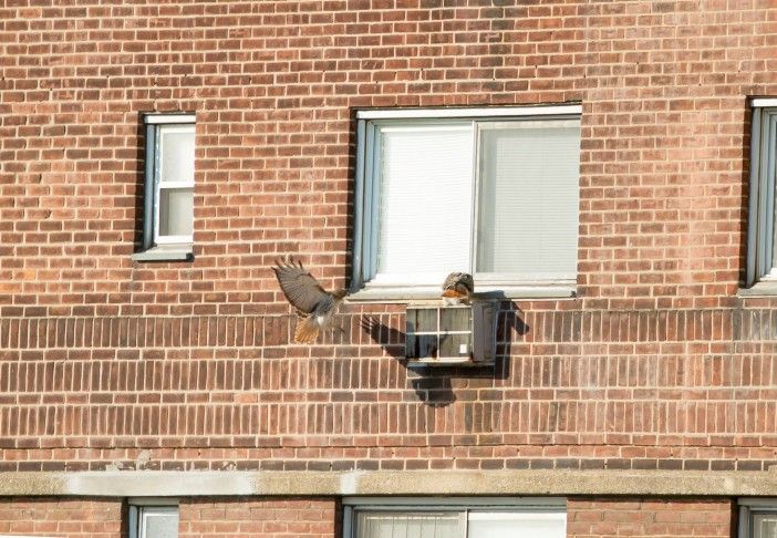 red tailed hawk on air conditioner