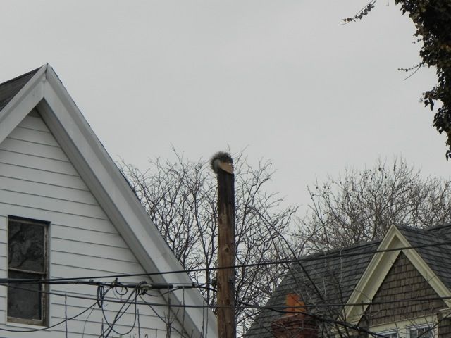 squirrel eating bread 2