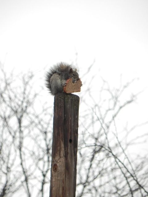 squirrel eating bread