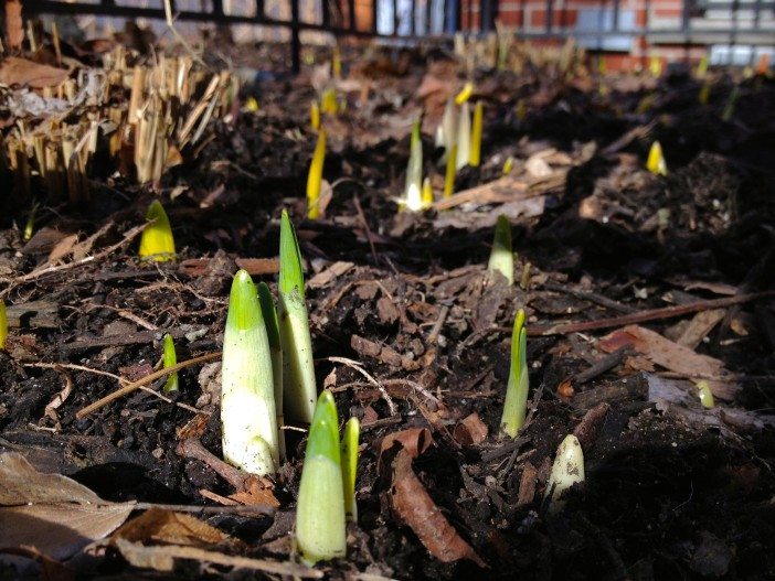 spring green buds