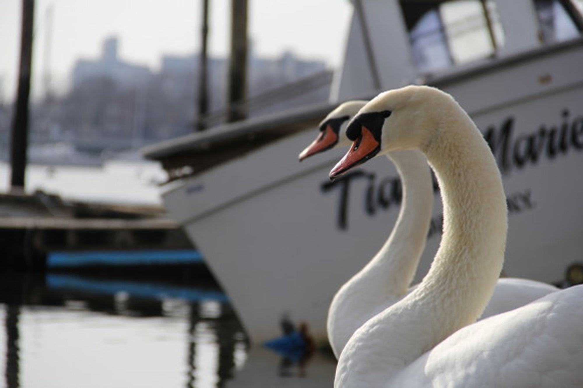 Sheepshead Bay’s Iconic Swans Back On State’s Kill List, Sort Of