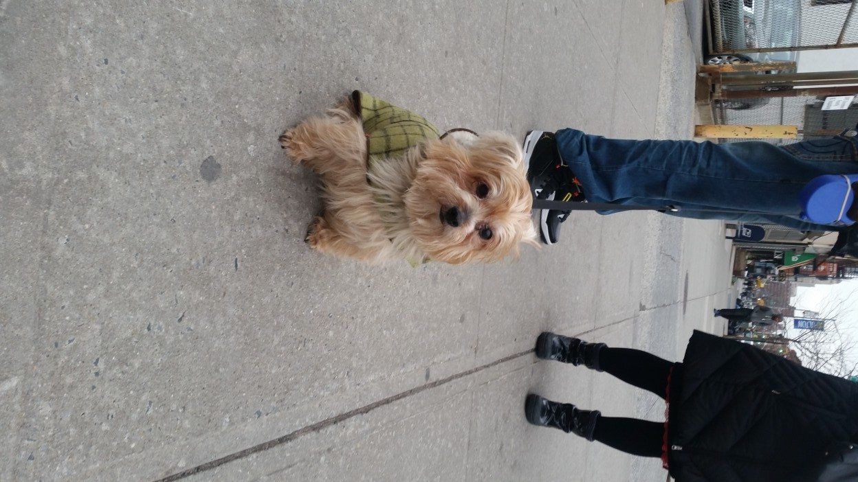 dog in cute jacket on Fulton street