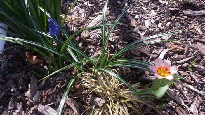 small flowers